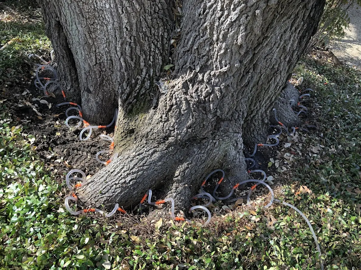 Detailed Tree Cabling and Bracing job site in Mount Carmel